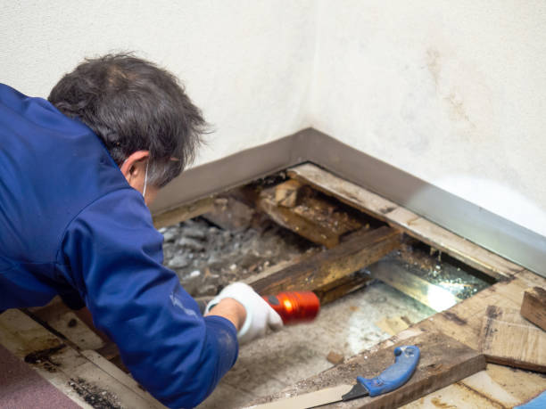 Best Attic Mold Removal  in Somonauk, IL