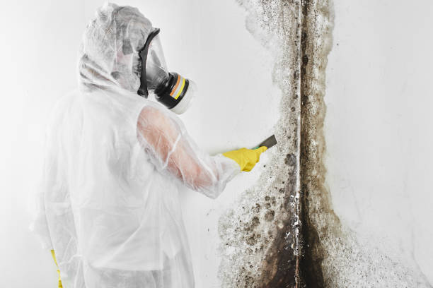 Mold Removal and Inspection in Somonauk, IL