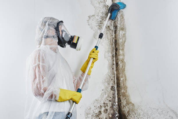 Best Certified Mold Removal  in Somonauk, IL